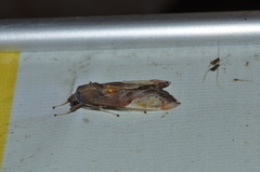 Bertholdia flavidorsata