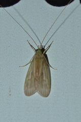 Sitochroa