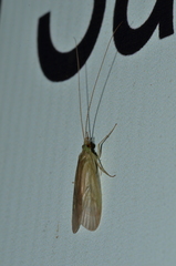 Sitochroa