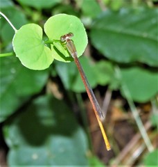 Drymaria cordata diandra