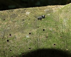 Polyrhachis schlueteri