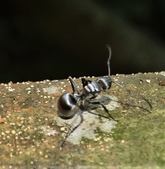 Polyrhachis schlueteri
