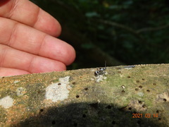 Polyrhachis schlueteri