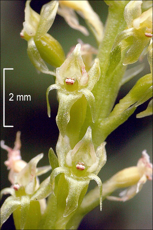 Malaxis monophyllos var. monophyllos