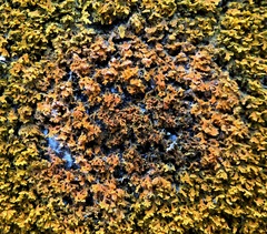 Erythricium aurantiacum