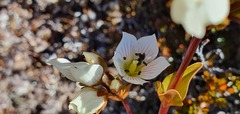 Gentianella impressinervia