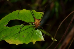 Ventrivomer ancyrophorus