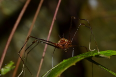 Ventrivomer ancyrophorus