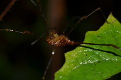 Ventrivomer ancyrophorus