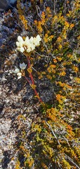 Gentianella impressinervia