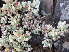 Oscularia caulescens