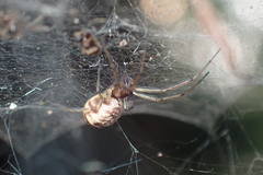 Prosoponoides sinense