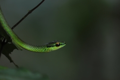 Leptophis