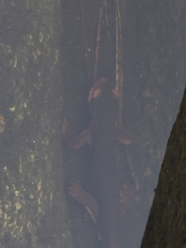 iNaturalist observation photo of Sierra Newt