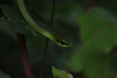 Leptophis