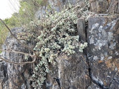 Oscularia caulescens