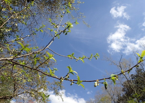 Image of Halesia carolina by (c) mfeaver, some rights reserved (CC BY)