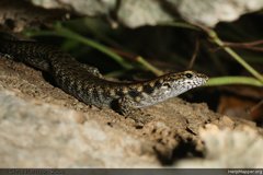 Concinnia brachysoma