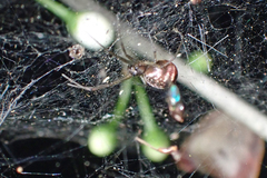 Prosoponoides sinense