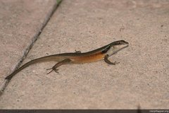 Closed-Litter Rainbow-Skink photo 4