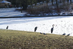 Ardea cinerea
