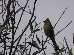 Ptiliogonys cinereus