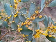 Acacia redolens