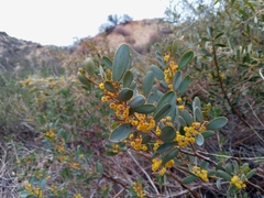 Acacia redolens