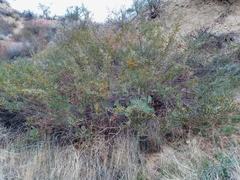 Acacia redolens