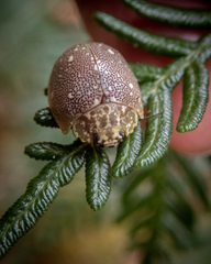 Paropsis aegrota elliotti