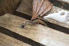 Saproscincus basiliscus