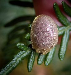 Paropsis aegrota elliotti