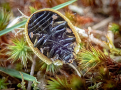Paropsis aegrota elliotti