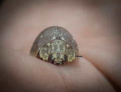 Paropsis aegrota elliotti