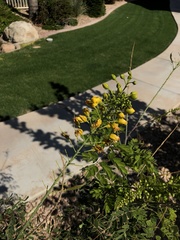 Erythrostemon mexicanus