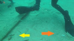 Halichoeres dispilus