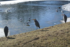 Ardea cinerea
