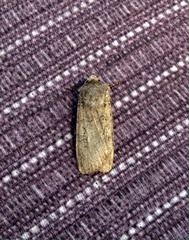 Euxoa velleripennis