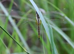 Orthetrum brachiale