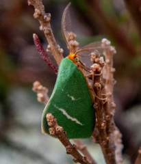 Mixochroa gratiosata
