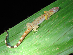 Trinidad Gecko photo 4