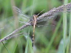 Orthetrum brachiale