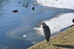 Ardea cinerea