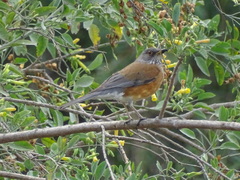 Turdus rufopalliatus