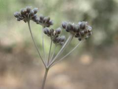Bunium
