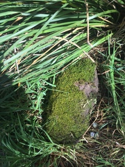 Lembophyllum divulsum