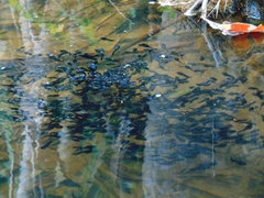 Clinotarsus curtipes