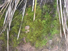 Didymodon torquatus