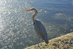 Ardea cinerea