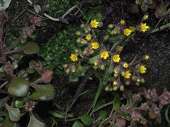 Aichryson bituminosum